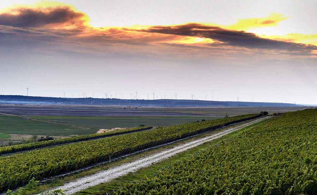 Wolkenberg: Erstaunliche Weine aus der Lausitz